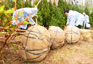 용산구 제 73회 나무심기 행사