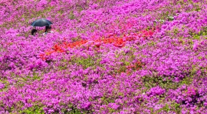 철쭉이 만들어 낸 보랏빛 세상