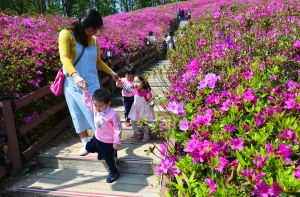 철쭉이 만들어 낸 보랏빛 세상