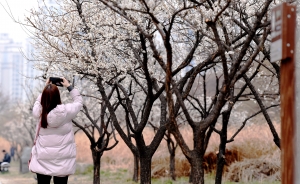 봄의 전령, 활짝 핀 청계천 매화