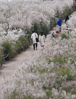 서울 억새축제 개막