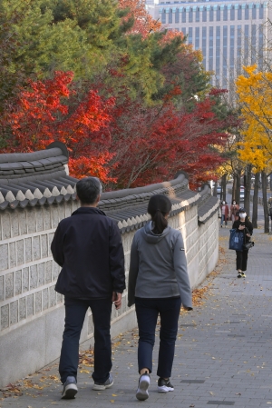 '입동에도 도심은 낙엽으로 알록달록'