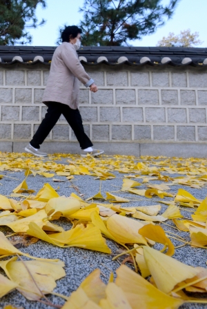 '입동에도 도심은 낙엽으로 알록달록'