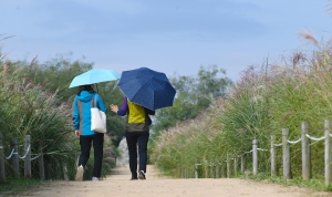 하늘공원 억새밭 스케치